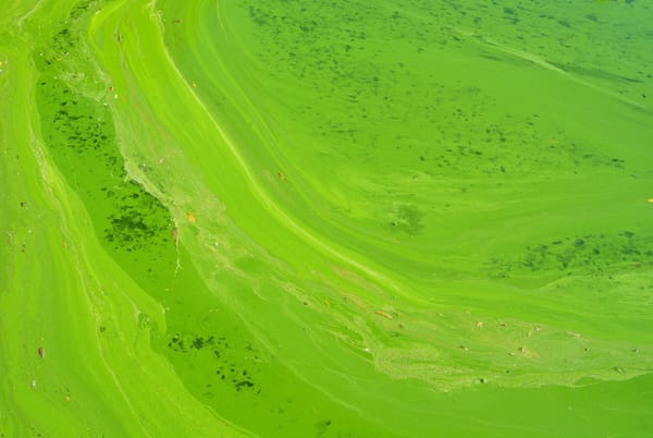 The Green Premium Belongs on the Bill of Lading